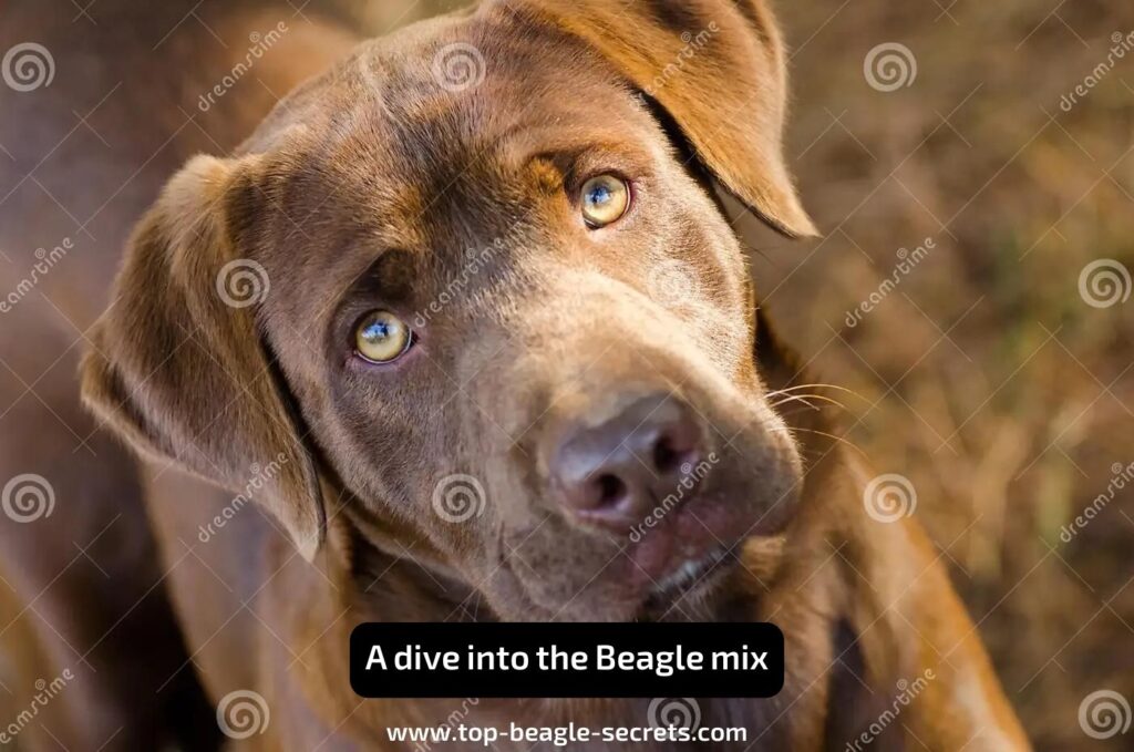 A dive into the Beagle mix