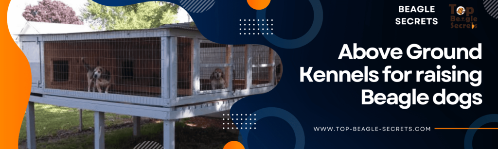Above Ground Kennels for raising Beagle dogs
