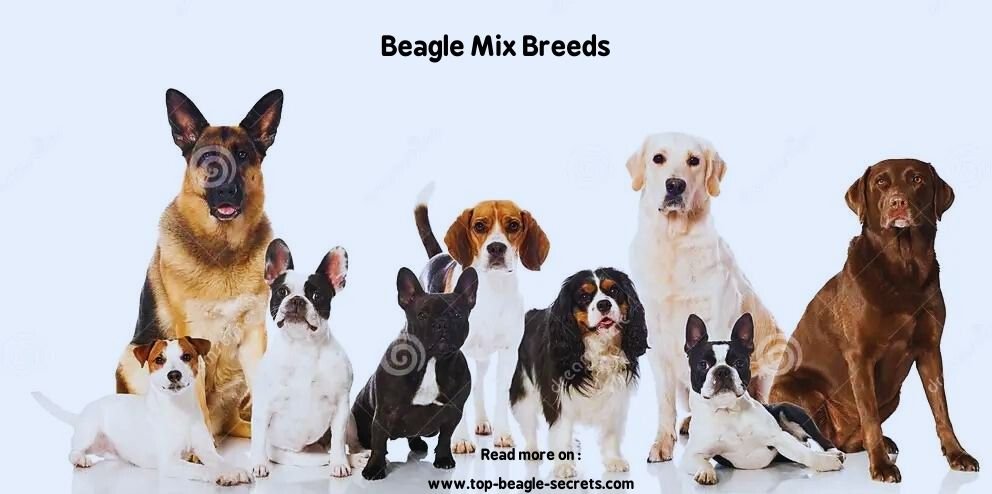 Beagle Mix Breeds