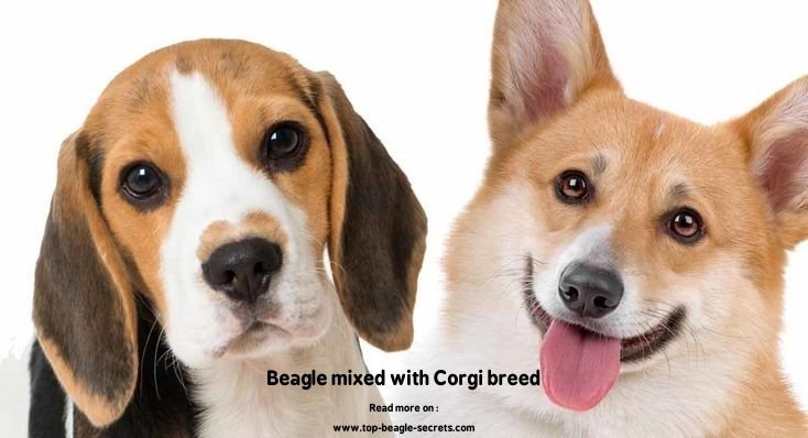 Beagle mixed with Corgi breed