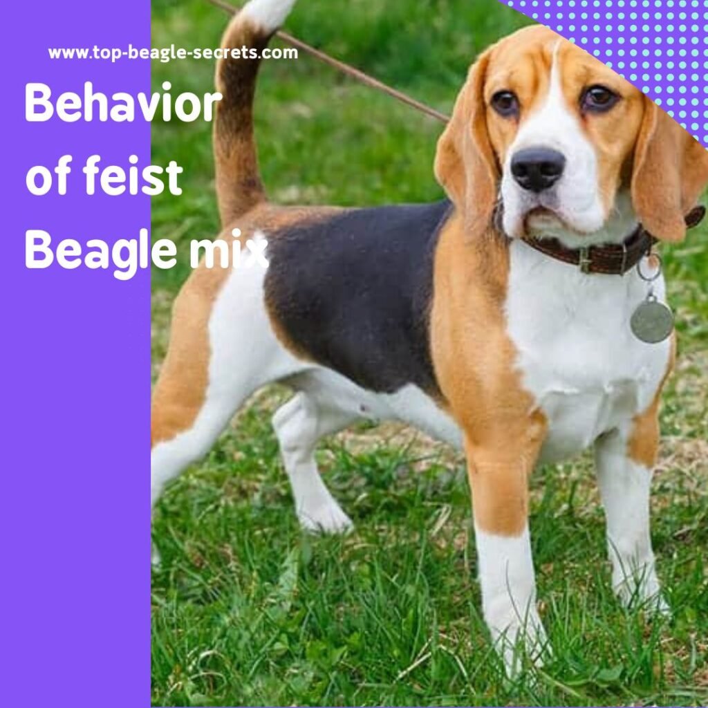 Behavior of feist Beagle mix