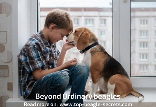 Beyond ordinary beagles