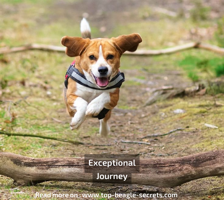Exceptional Journey