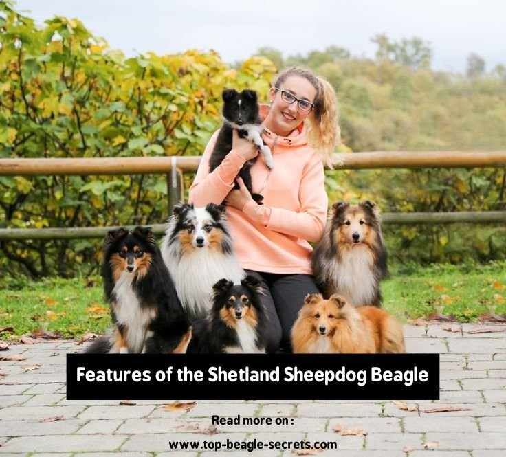 Features of the Shetland Sheepdog Beagle