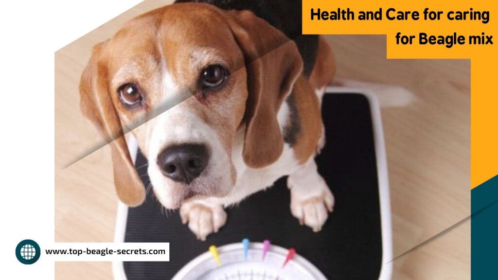 Health and Care for beagles