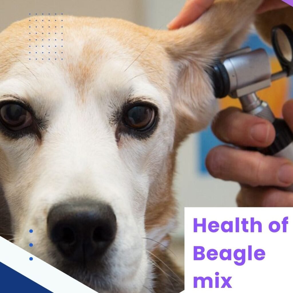 Health of Beagle mix 