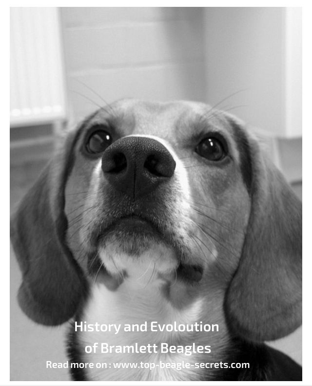 History and Evolution of Bramlett Beagles