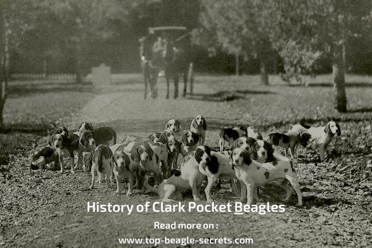 History of Clark Pocket Beagles