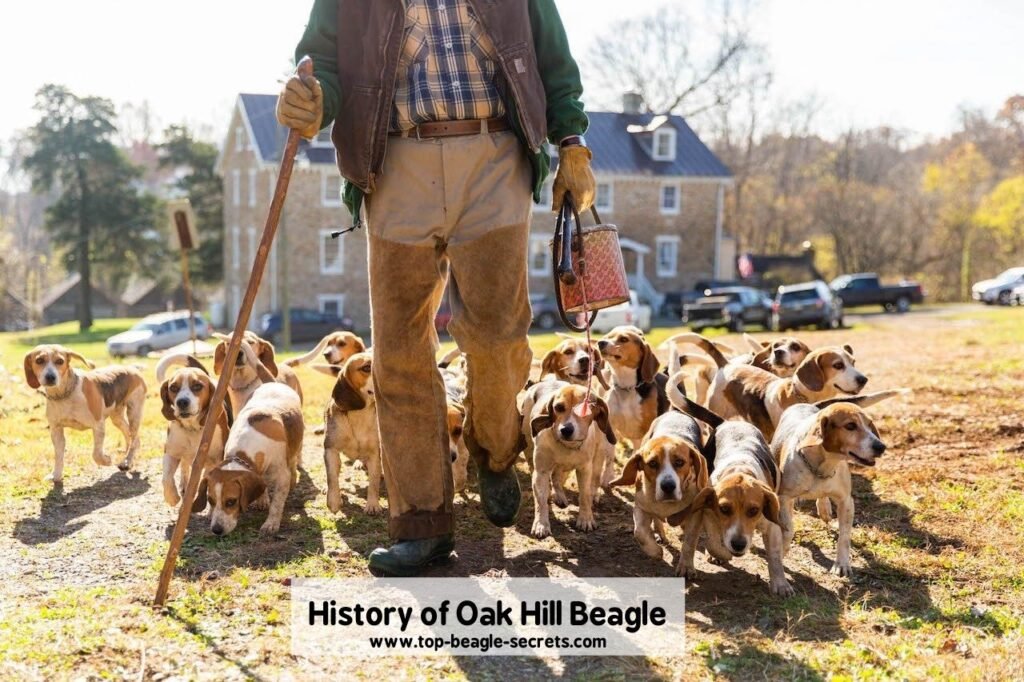 History of Oak Hill Beagle
