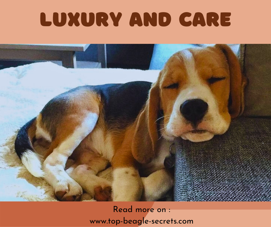 Luxury and Care