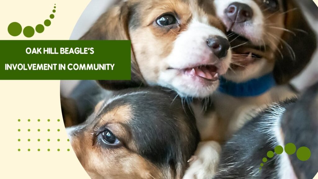 Oak Hill Beagle's involvement in community