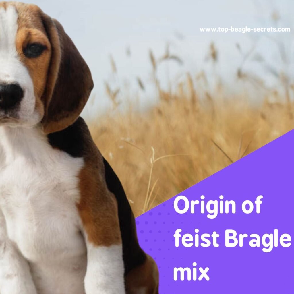 Origin of feist Bragle mix