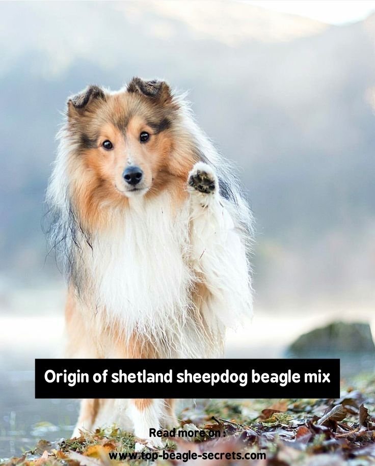 Origin of shetland sheepdog beagle mix