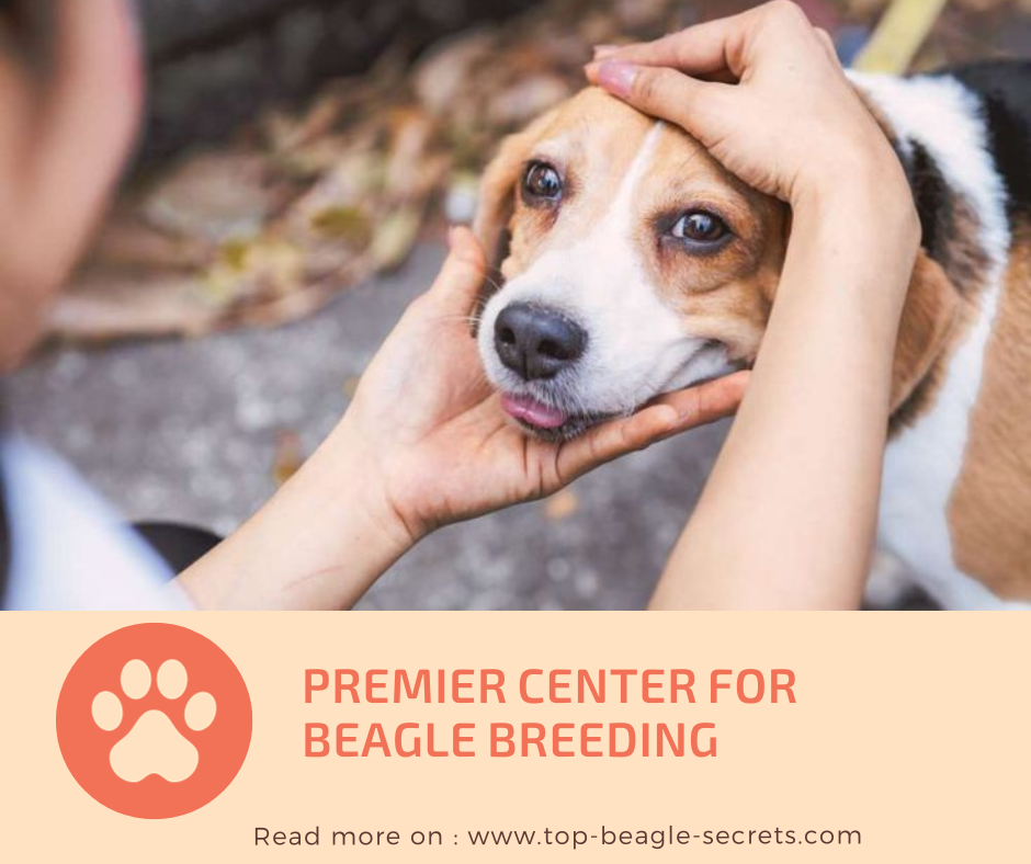 Premier Center for Beagle Breeding