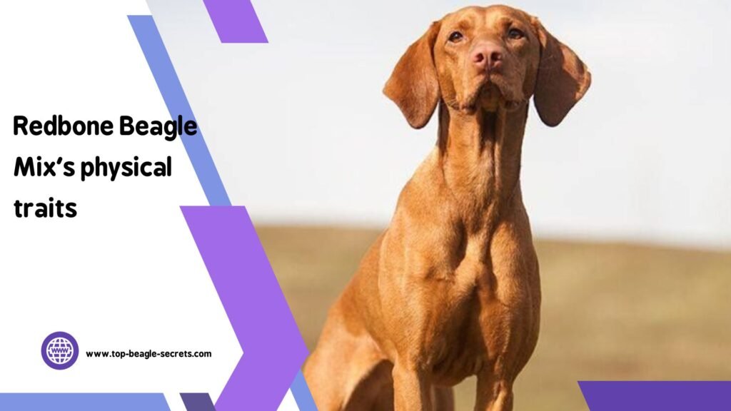 Redbone Beagle Mix's physical traits