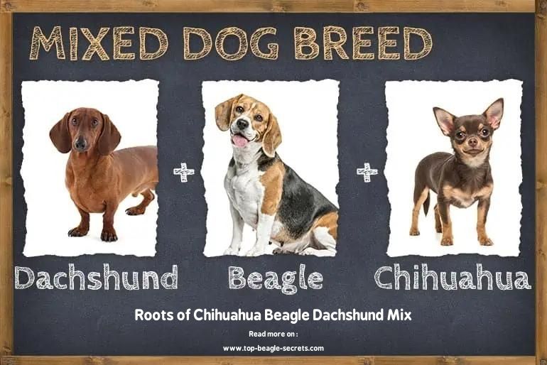 Roots of Chihuahua Beagle Dachshund Mix