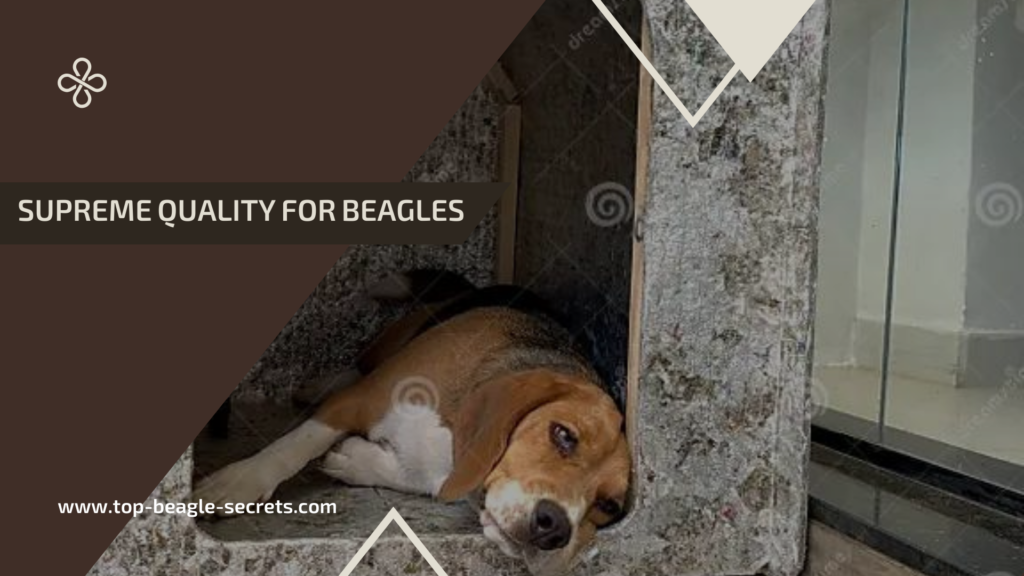 Supreme Quality for beagles