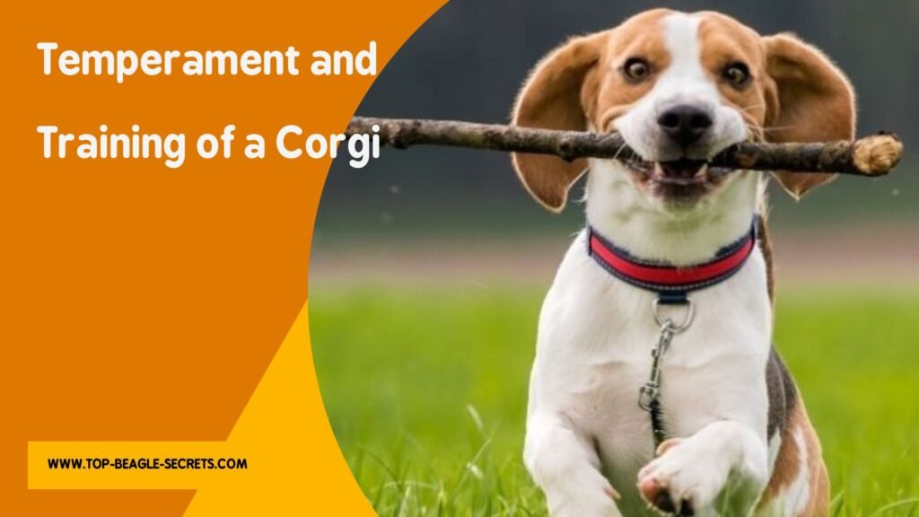 Temperament and Training of a Corgi