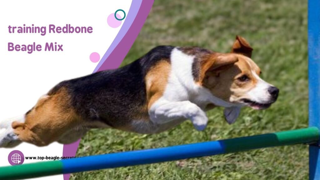 Training Redbone Beagle Mix
