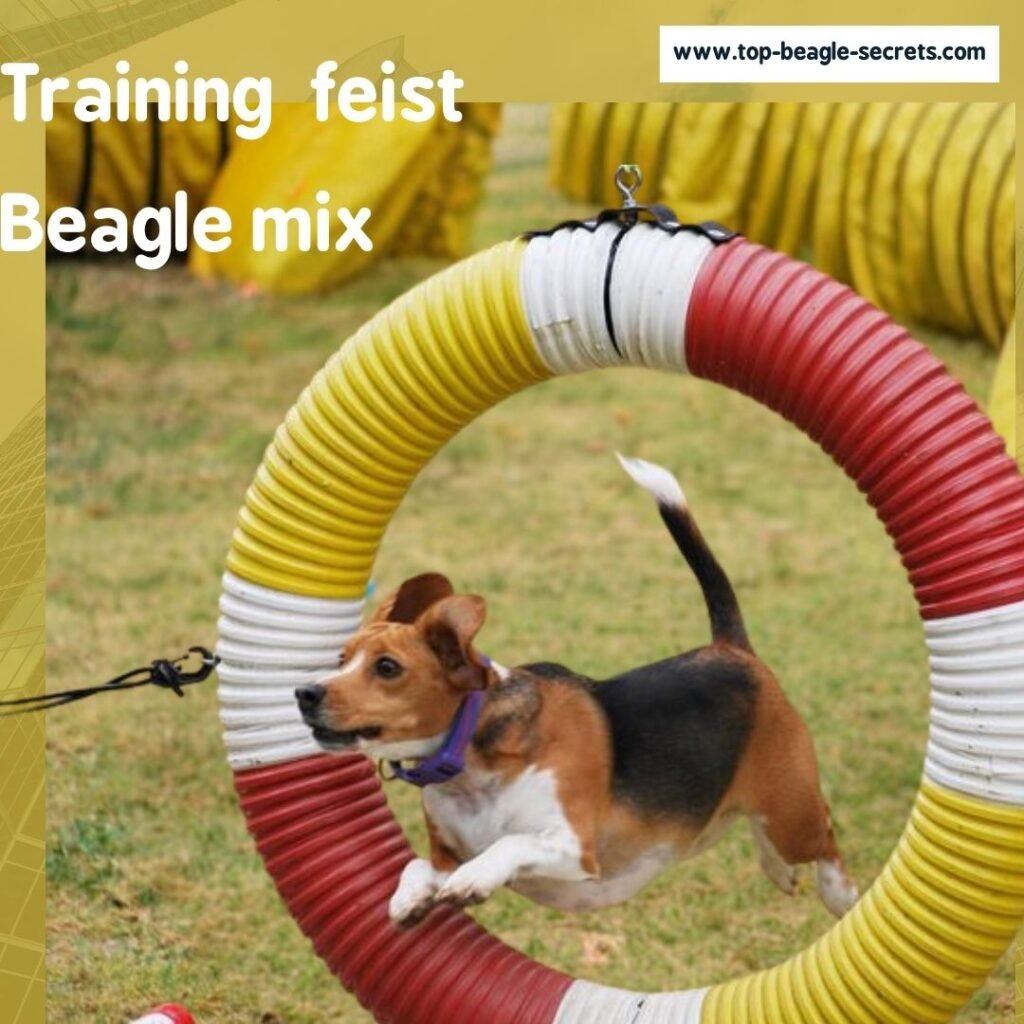 Training mountain feist beagle mix