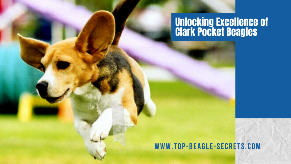 Unlocking Excellence Clark Pocket Beagles