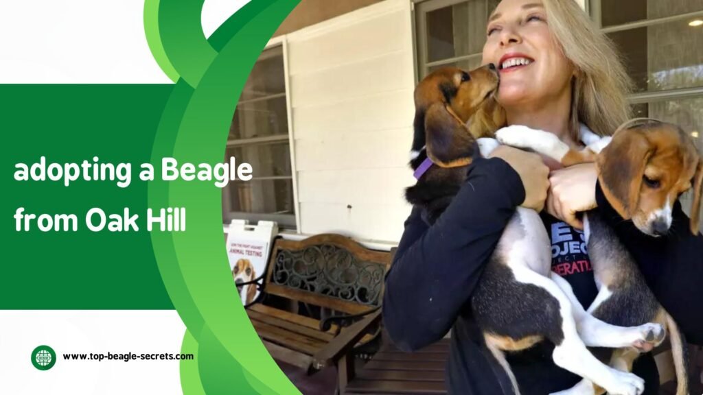 adopting a Beagle from Oak Hill