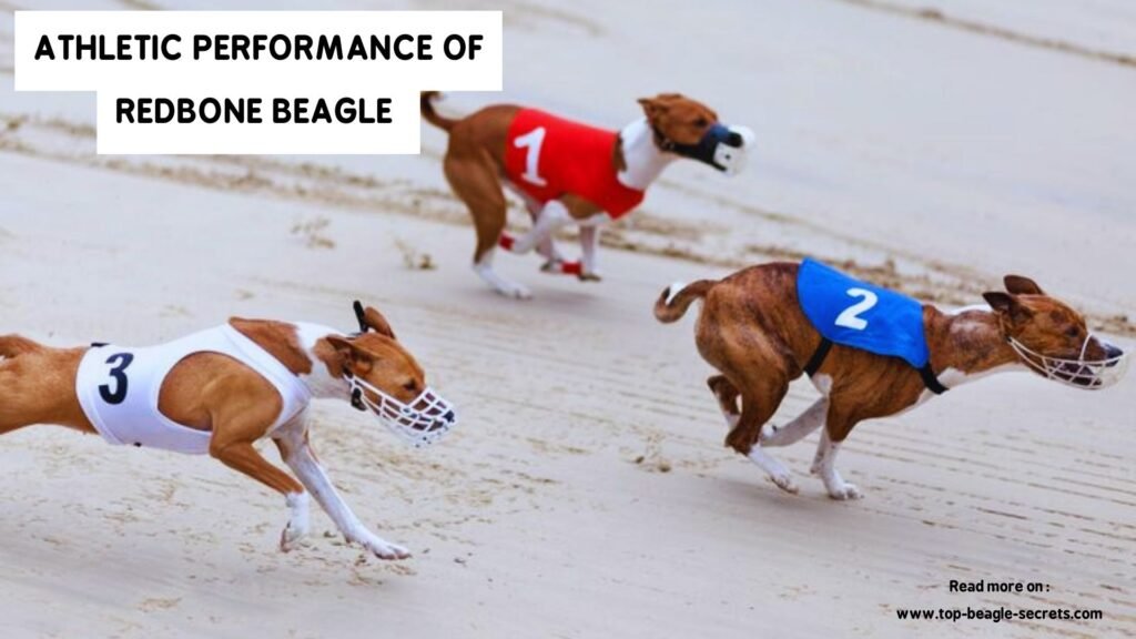 athletic performance of Redbone Beagle