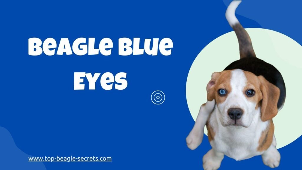 blue eyes beagle