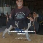 The Power of Big Meadows Beagles: Small Dogs with Mighty Abilities
