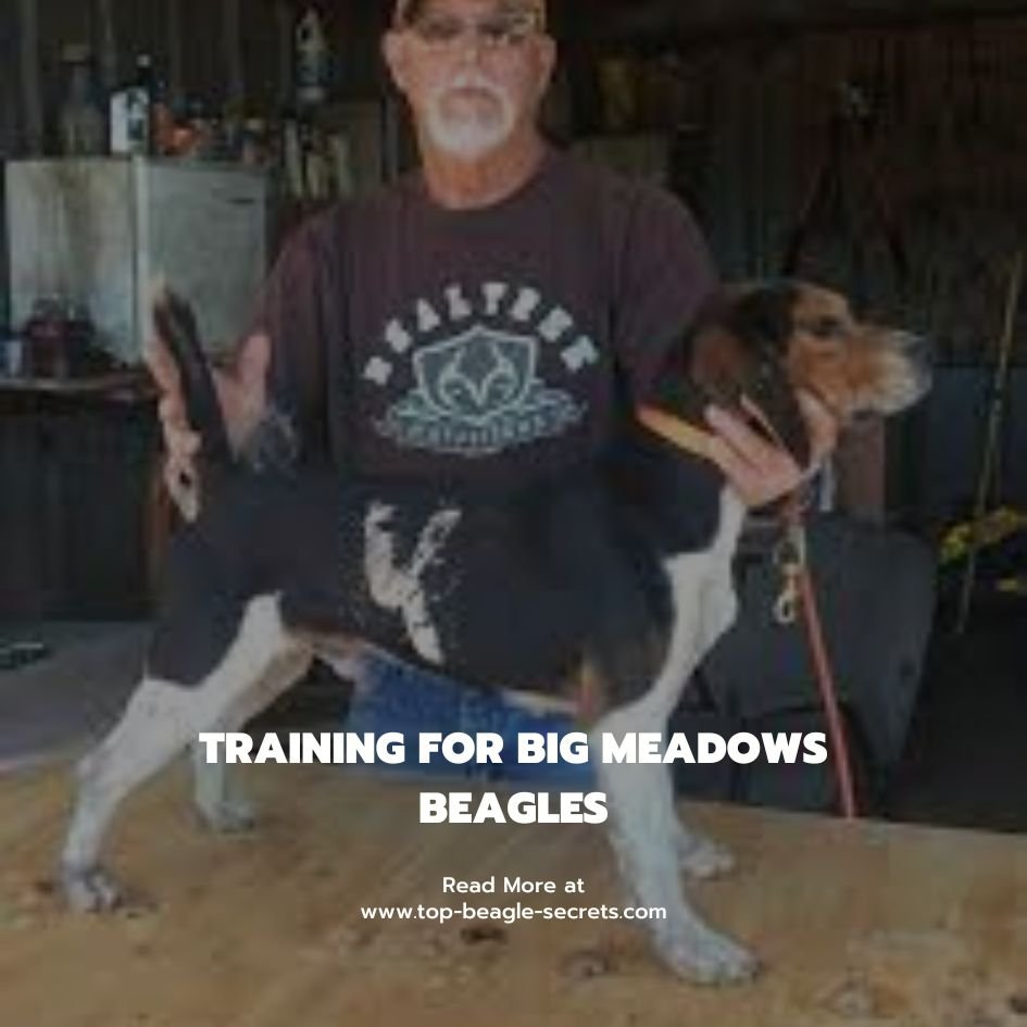 beagles training