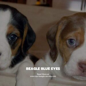 beagle blue eyes