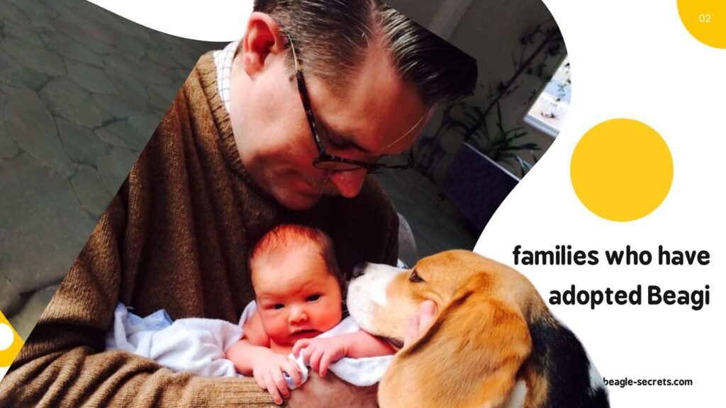 families who have adopted Beagle-Corgi mixes