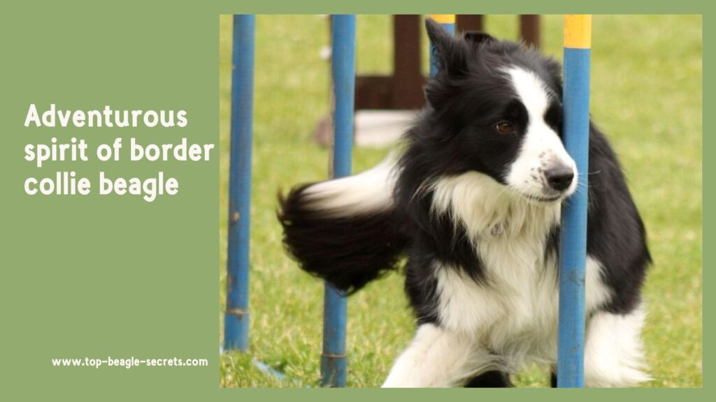 Adventurous spirit of border collie beagle