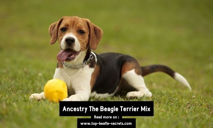 Ancestry The Beagle Terrier Mix