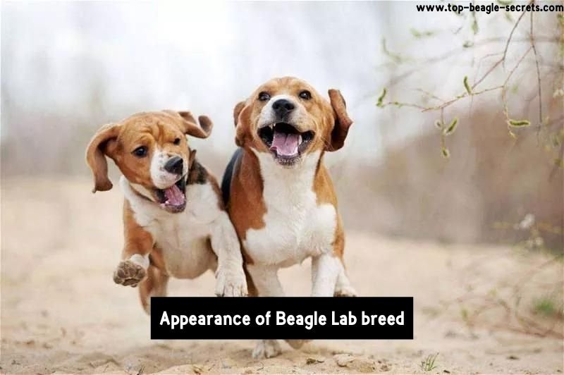 Beagle Lab mix