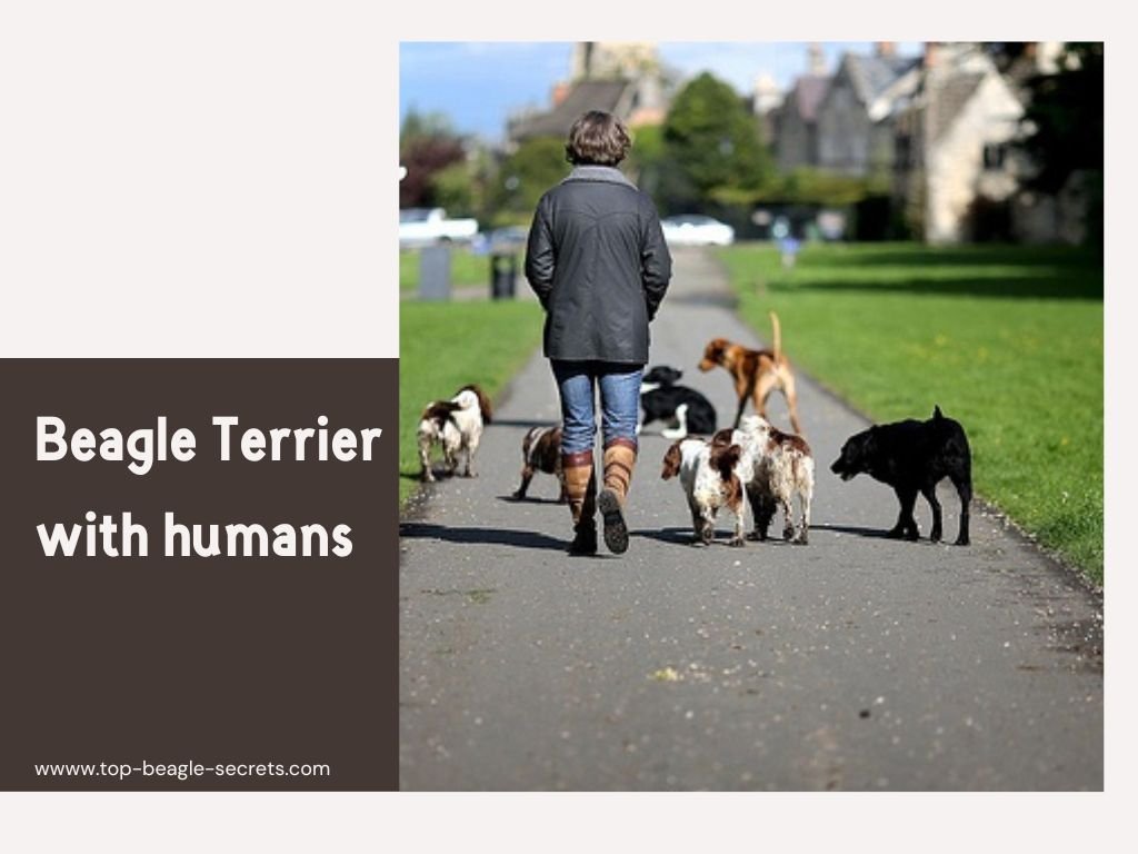 Beagle Terrier with humans