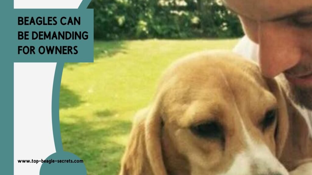 Beagles can be demanding for owners