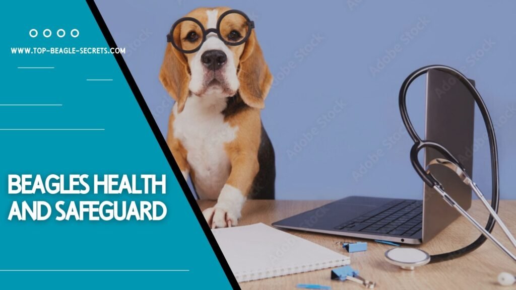 Beagles health and safeguard