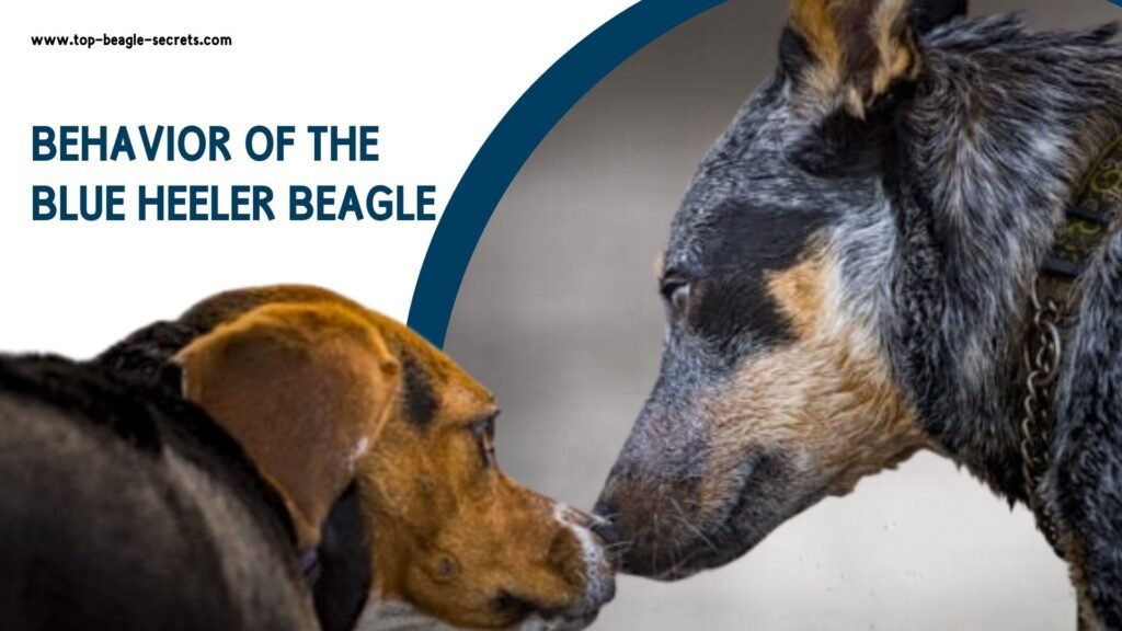 Behavior of the Blue Heeler beagle