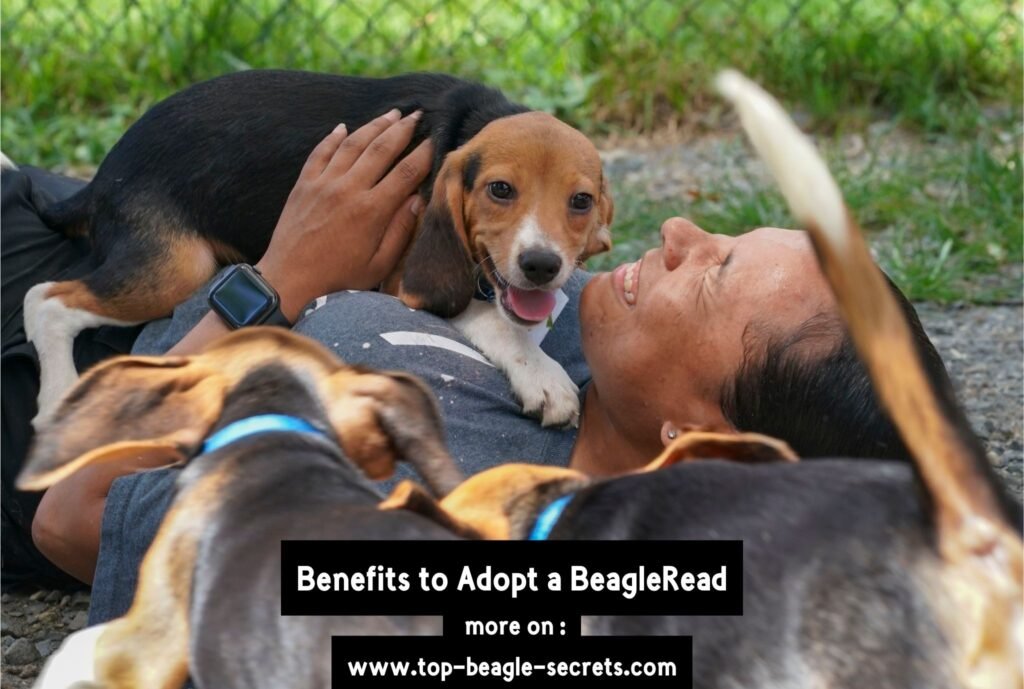 Benefits to Adopt a Beagle