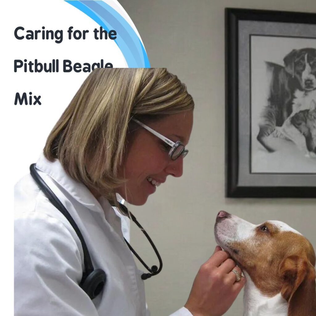 Caring for the Pitbull Beagle Mix