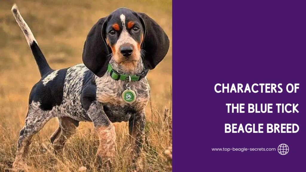 characters of the Blue Tick Beagle breed