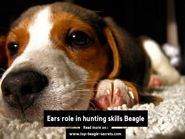 Ears role in hunting skills Beagle