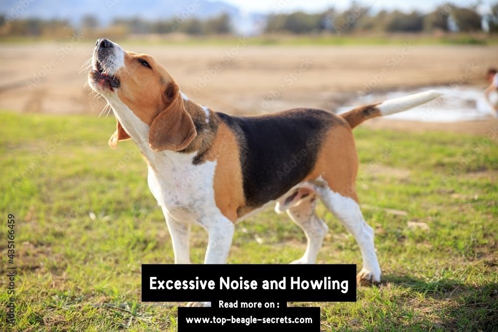 Excessive Noise and Howling