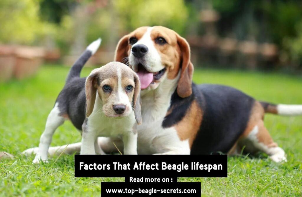 Factors That Affect Beagle lifespan