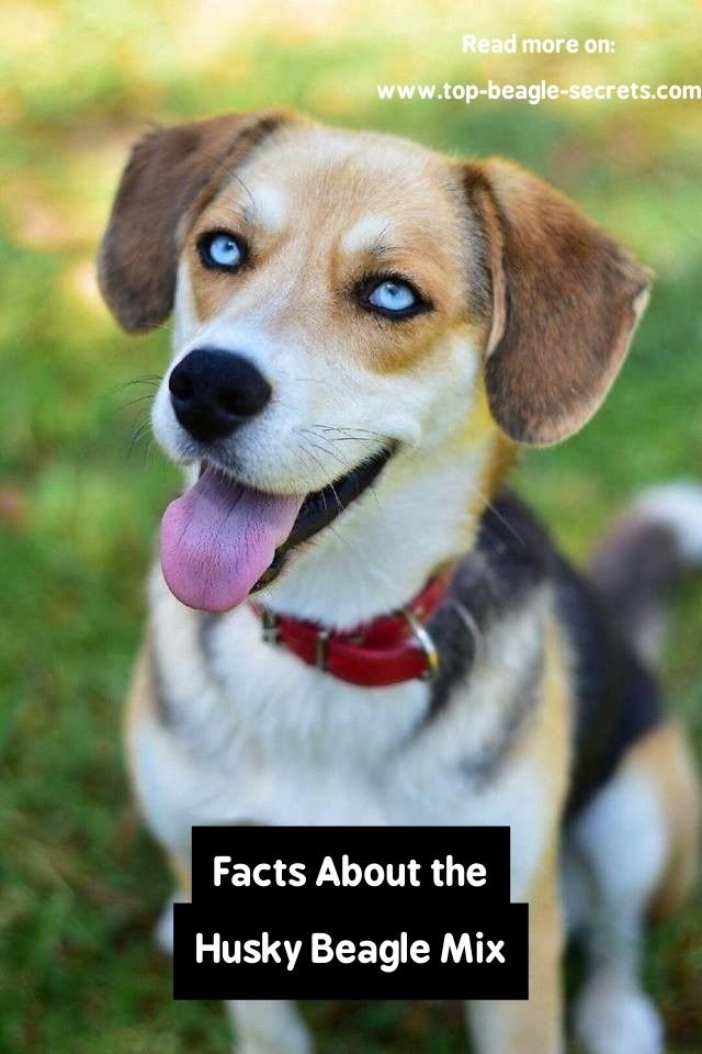 Facts About the Husky Beagle Mix