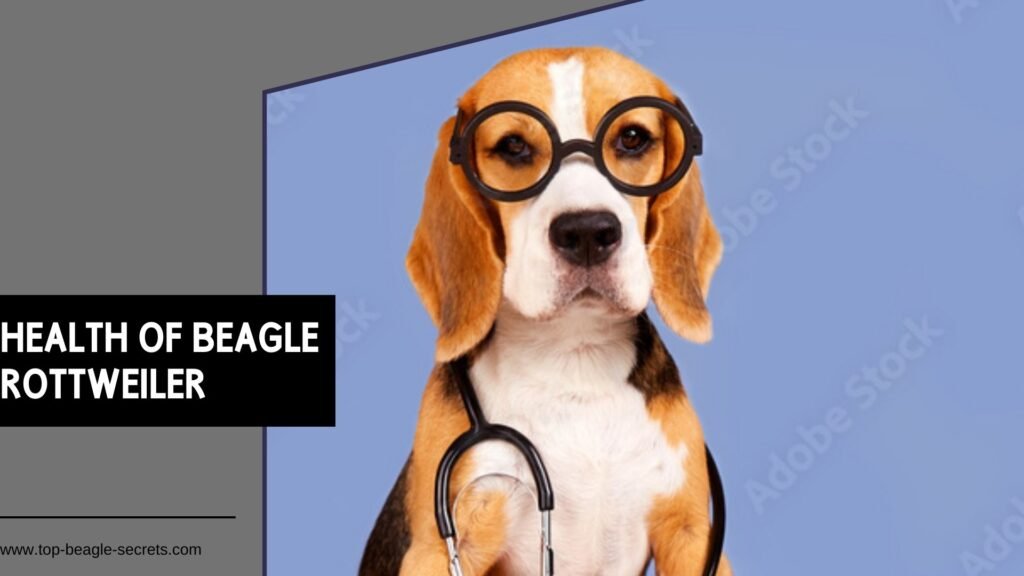 Health of Beagle rottweiler