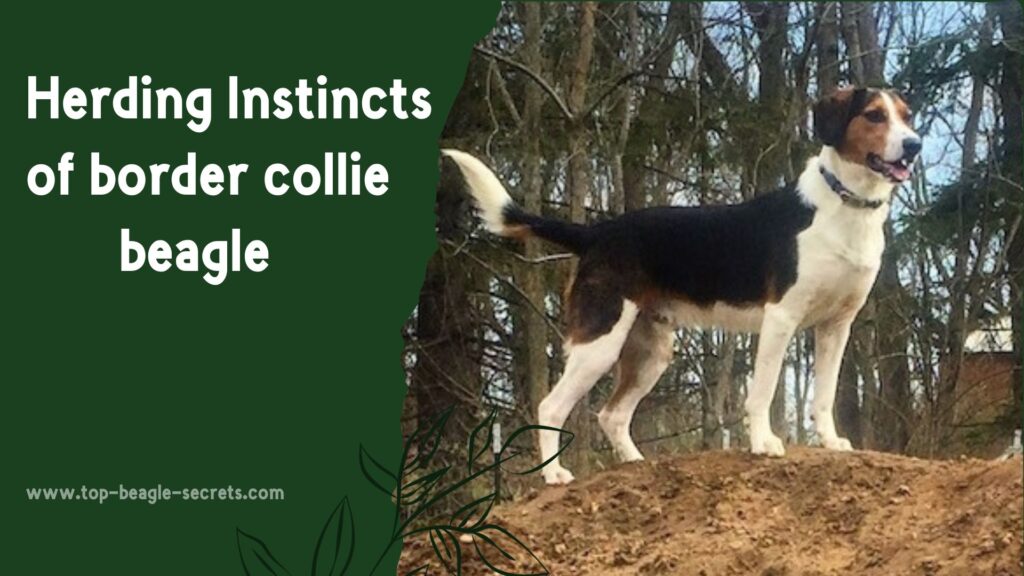 Herding Instincts of border collie beagle