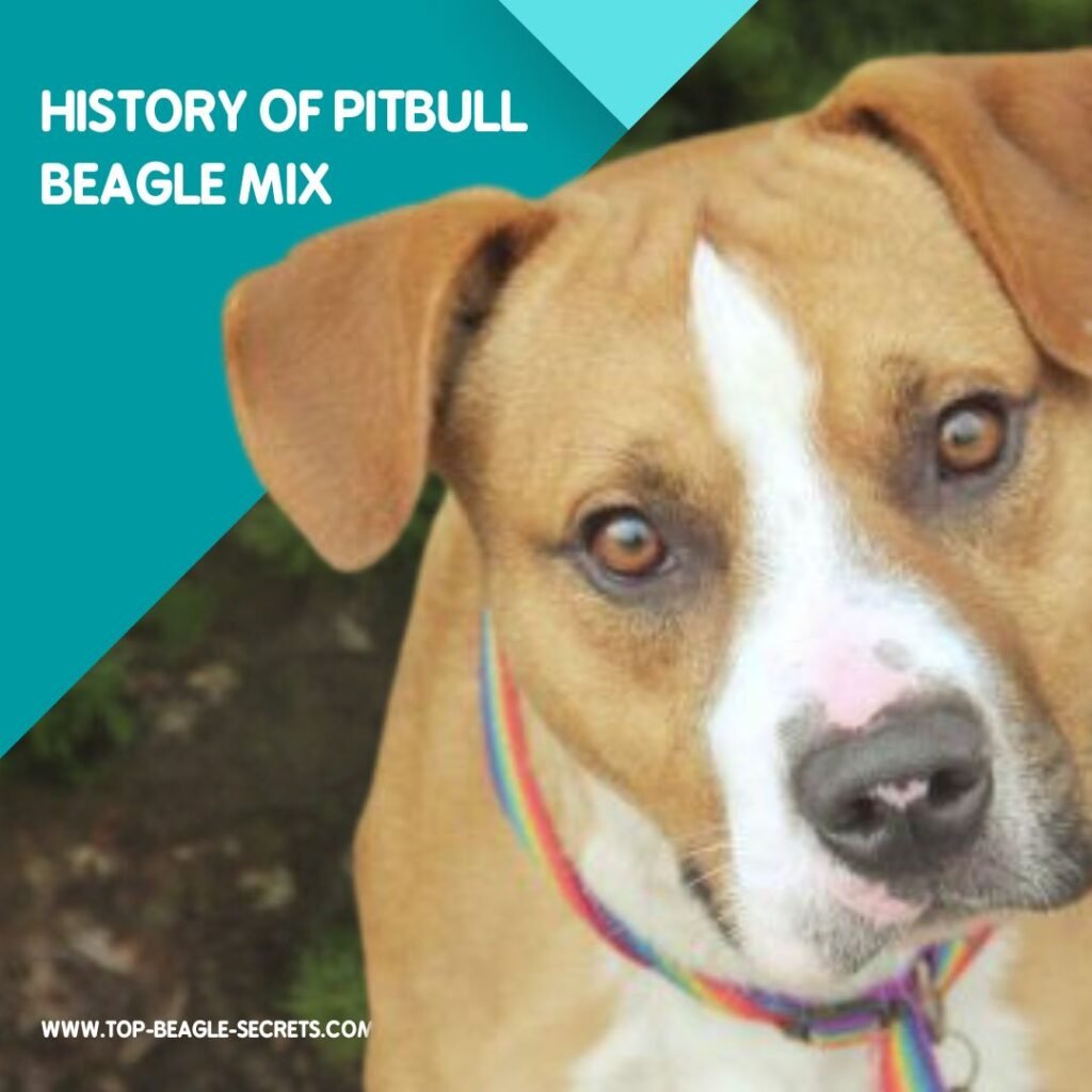 History of Pitbull beagle mix
