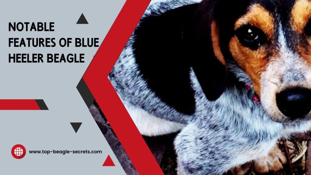Notable features of Blue Heeler Beagle